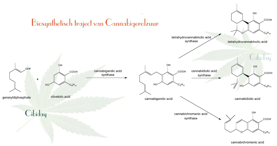 Biosynthese CBGA traject