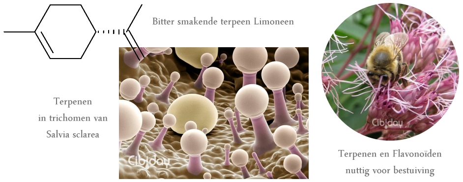 Bitter Smakende Terpenen CBDolie