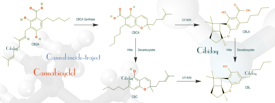 Cannabinoïde-traject Cannabicyclol