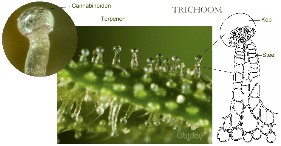 Cannabinoiden en Terpenen in Trichomen