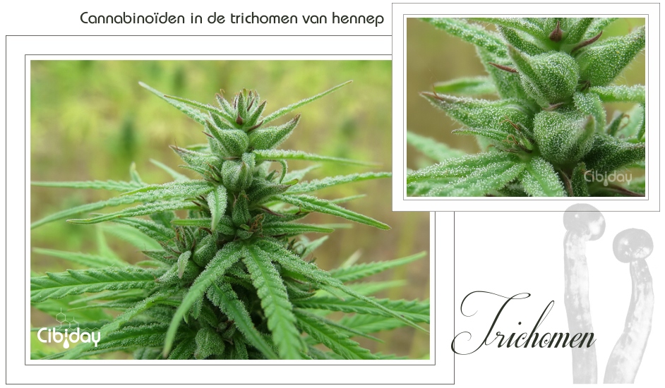 Cannabinoiden in Trichomen van Hennep