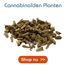 Cannabinoiden Planten Kweken