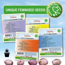images/categorieimages/thumbnail-cibiday-seeds-feminised-categorie.jpg