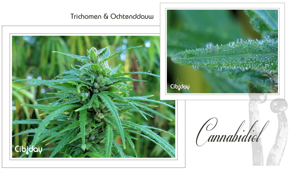 CBD, Trichomen en Ochtenddauw