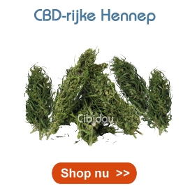 CBD Hennep Cibiday