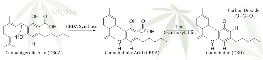 CBDA Synthase