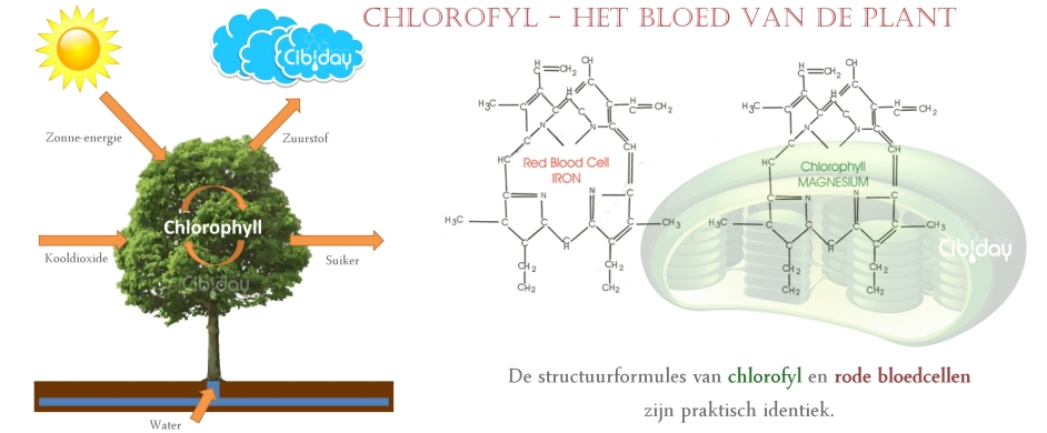 Chlorofyl Bloed van Plant