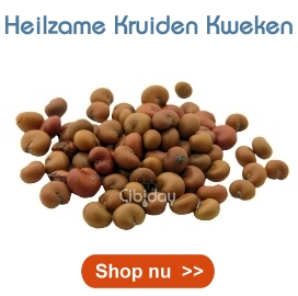 Heilzame Kruiden Kweken