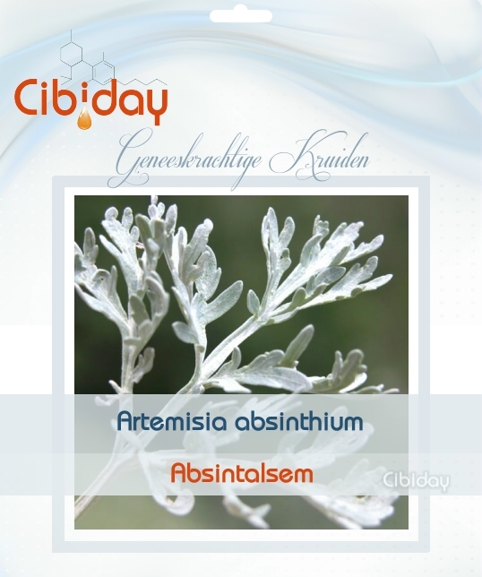 Absintalsem - Artemisia absinthium kruid