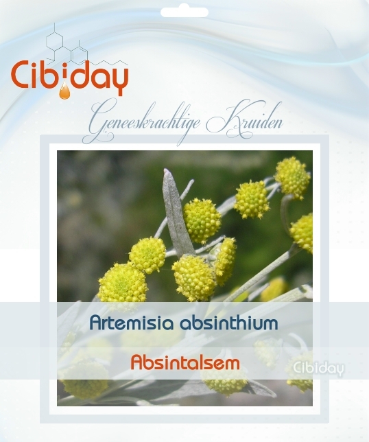 Absintalsem - Artemisia absinthium kweken