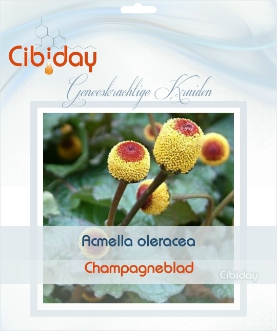Acmella oleracea zaden