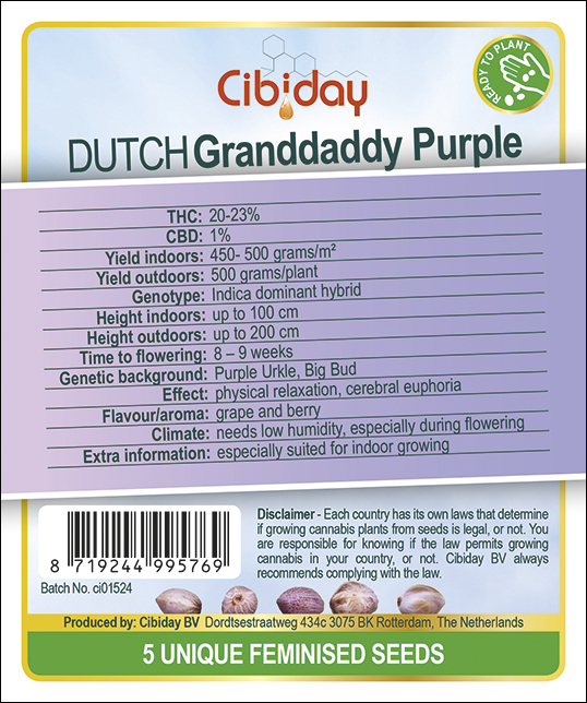 Dutch Granddaddy purple