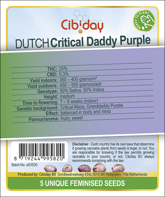 Dutch Critical Granddady Purple