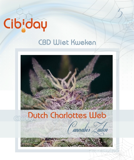 Dutch Charlottes Web CBD-rijke Zaden