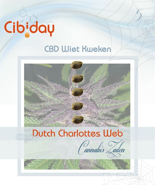 Dutch Charlottes Web CBD Zaden