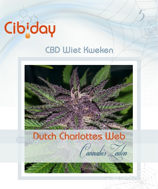 Dutch Charlottes Web CBD Wietzaden