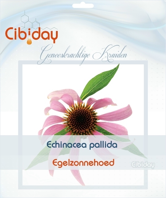 Echinacea pallida - Egelzonnehoed