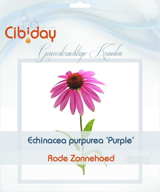 Echinacea purpurea Purple kweken
