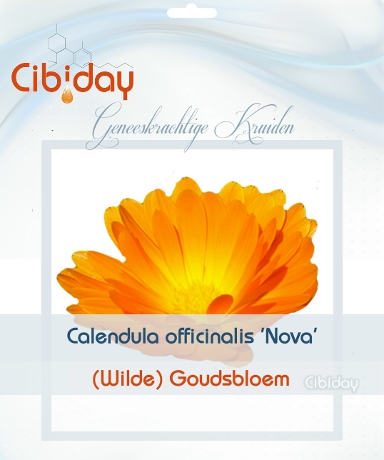 Goudsbloem - Calendula Kruid