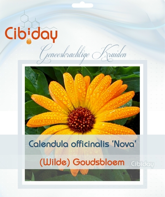 Goudsbloem - Calendula officinalis nova