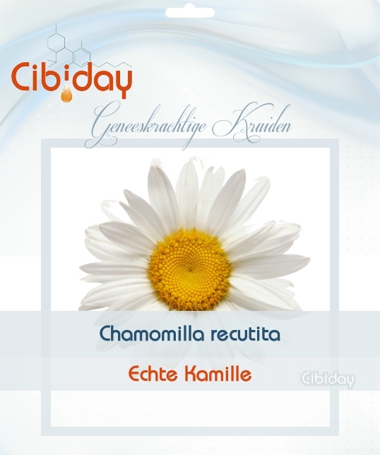 Kamille - Chamomilla Zaden