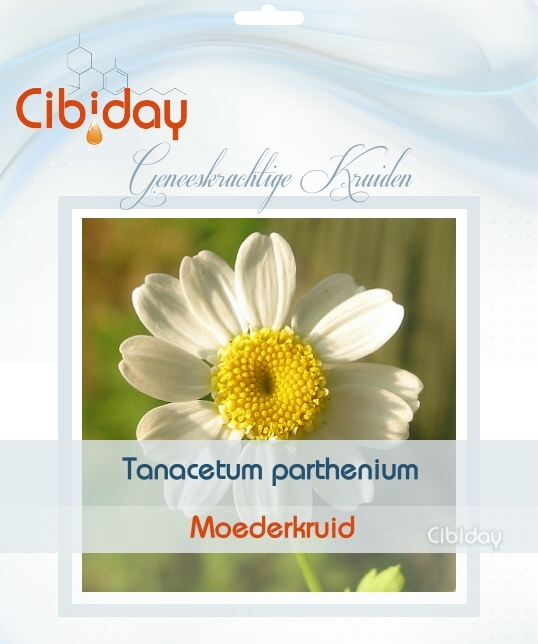 Moederkruid - Tanacetum parthenium