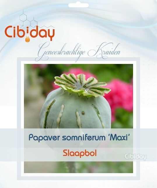 Slaapbol - Papaver - Opium Poppy