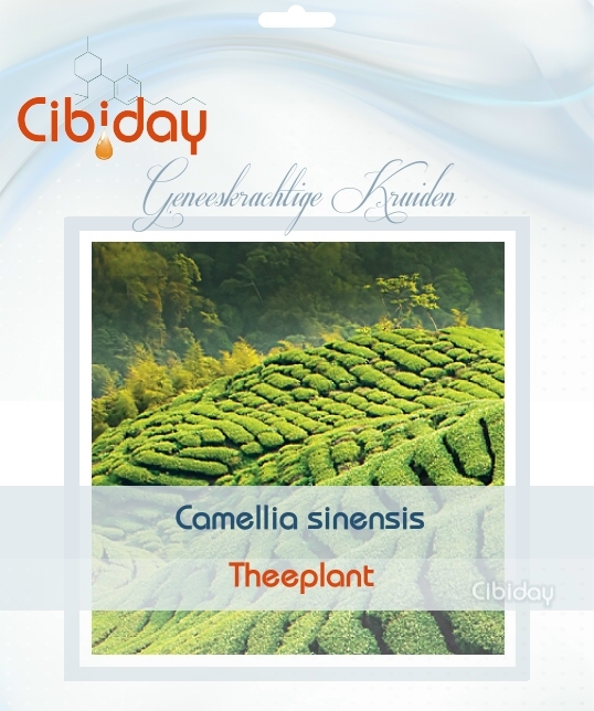 Theeplant - Camellia sinensis - Geneeskrachtig