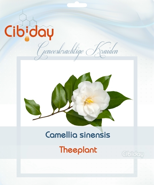 Theeplant - Camellia sinensis kweken