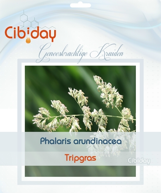 Tripgras - Phalaris arundinacea
