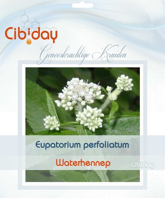 Waterhennep - Eupatorium perfoliatum