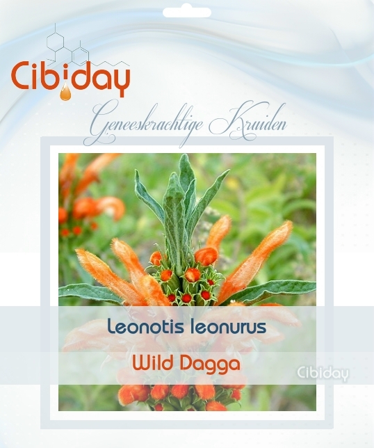 Wild Dagga - Leonotis leonurus