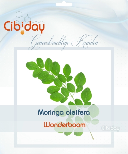 Wonderboom - Mierikswortelboom