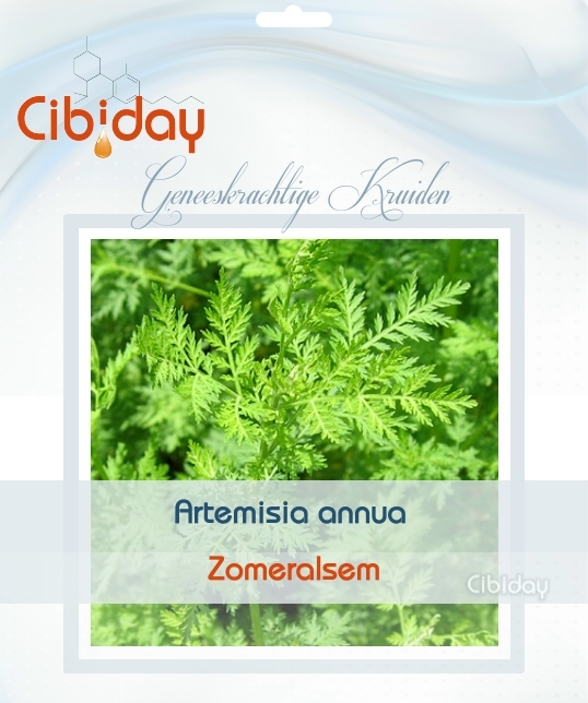 Zomeralsem - Artemisia annua - Geneeskrachtig