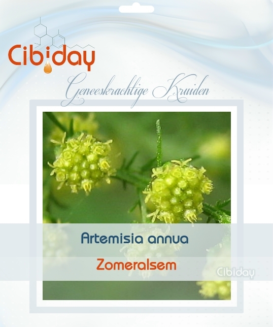 Zomeralsem - Artemisia annua