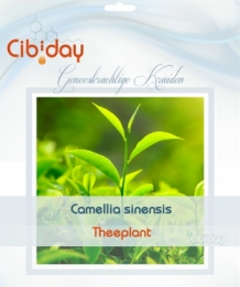 Theeplant - Camellia sinensis