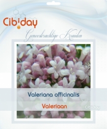 Valeriaan - Valeriana officinalis