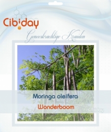 Wonderboom - Moringa oleifera