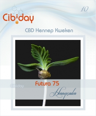 CBD Hennepzaden Futura 75