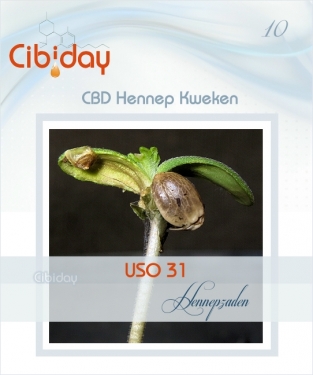 CBD Hennep USO 31