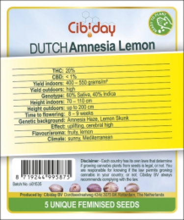 Dutch Amnesia Lemon