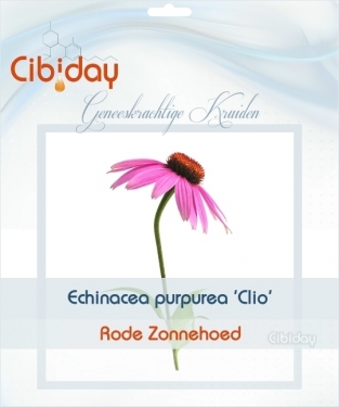 Echinacea purpurea Clio - Rode Zonnehoed