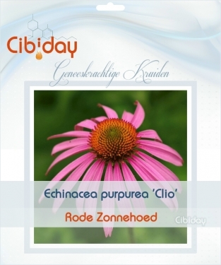 Echinacea purpurea Clio