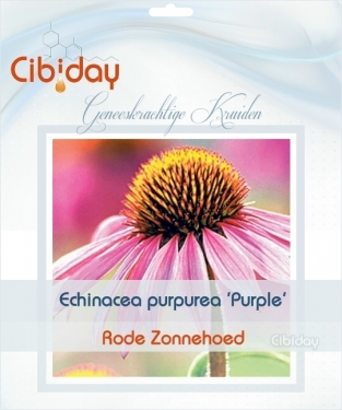 Echinacea purpurea Purple