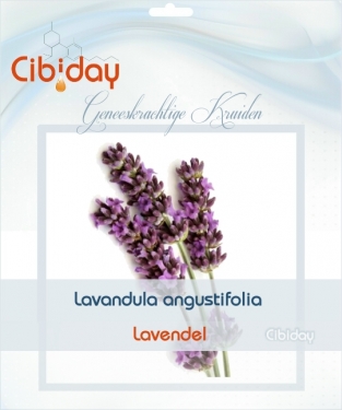 Lavendel - Geneeskruid