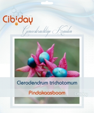 Pindakaasboom - Clerodendrum trichotomum