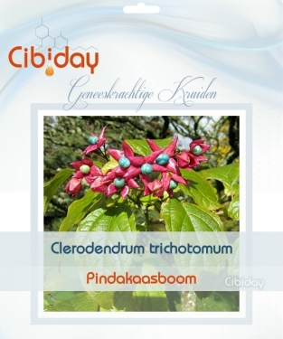 Pindakaasboom - Kansenboom