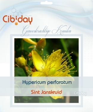Sint Janskruid Kweken