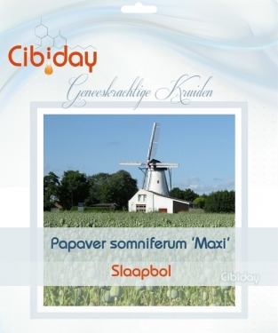 Slaapbol - Papaver somniferum kweken