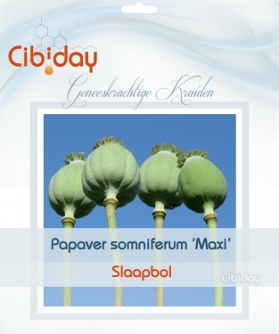 Slaapbol - Papaver somniferum